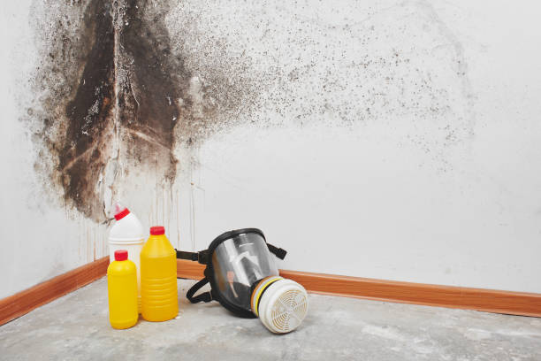 Best Basement Mold Removal  in Hemlock Farms, PA