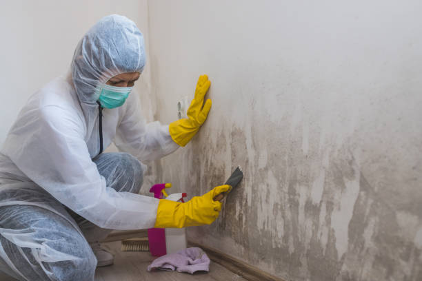 Best Mold Remediation for Healthcare Facilities  in Hemlock Farms, PA